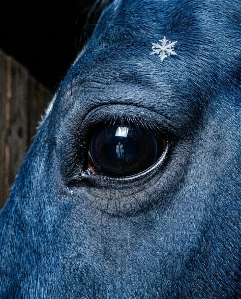 Ultra-Realistic Nighttime Flash Portrait with Horse 4