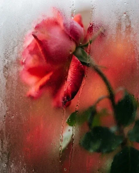 Frosted Glass Effect Transformation 5