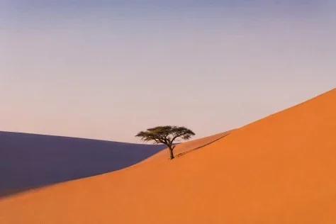 Lone Acacia Between Dunes