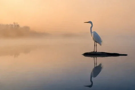Egret in Dawn Mist — GPT Image 2.5 AI Prompt: A minimalist wildlife photograph of one white egret standing motionless on a nar...