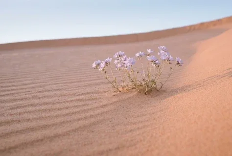 Wildflowers After Desert Rain
