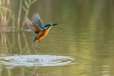 Kingfisher Leaving the Water — Nano Banana 2 AI Prompt: A realistic high-speed wildlife photograph of one common kingfisher just leaving...