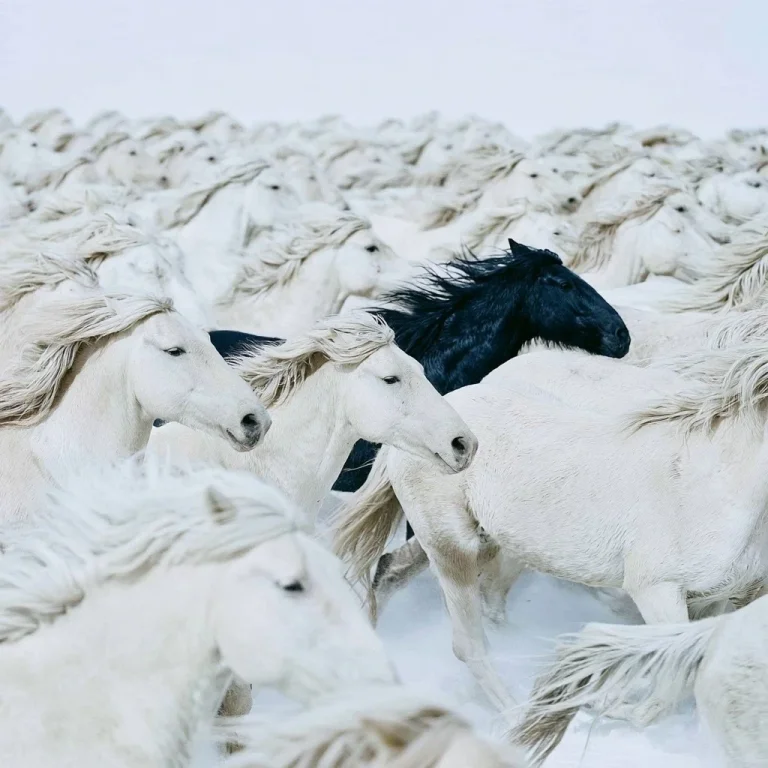 Black Horse Among Galloping Herd
