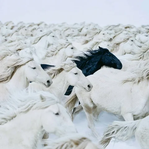 Black Horse Among Galloping Herd — Nano Banana 2 AI Prompt: Aerial telephoto photograph of hundreds of horses all galloping left to right in...