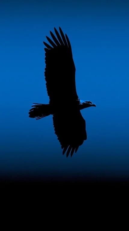 Bald Eagle Silhouette Phone Wallpaper
