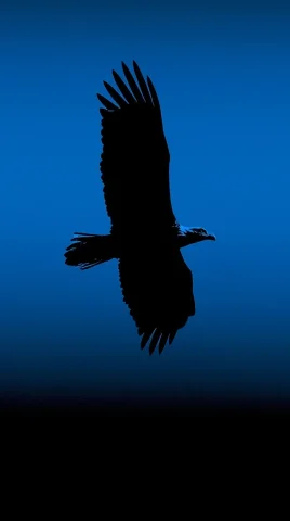 Bald Eagle Silhouette Phone Wallpaper — Nano Banana 2 AI Prompt: A premium minimalist wallpaper with a solid, plain matte navy blue background. A...