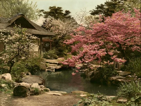 1890s Japanese Cherry Blossom Garden — Nano Banana 2 AI Prompt: a Japanese garden with cherry blossom trees circa 1890 --ar 4:3 --profile 8dgqq4...