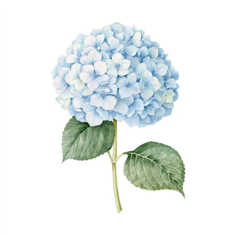 Blue Hydrangea Watercolor Botanical — Nano Banana 2 AI Prompt: Single blue hydrangea bloom, watercolor botanical illustration, lush clustered p...