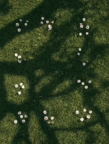Overhead Nature Photography — Nano Banana 2 AI Prompt: Minimal overhead nature photo of grass and wildflowers, scattered white daisies...