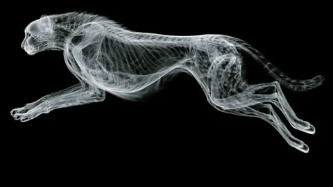 Cheetah X-ray Image — Nano Banana 2 AI Prompt: an xray image of a cheetah running. The cheetah is in mid sprint with all four f...