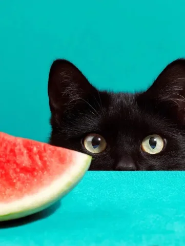 Black Cat Behind Watermelon — Midjourney v6 AI Prompt: Professional studio shot of a black cat hiding behind a watermelon slice, bright...