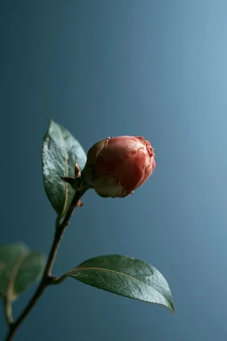 Middlemist Camellia Photo — Midjourney v6 AI Prompt: a photo shot of middlemist camelia struggling to open. a warm dark blu backgroun...