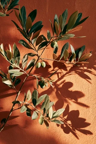 Olive Tree Branch — Nano Banana 2 AI Prompt: Mediterranean olive tree branch with dramatic shadow on terracotta wall --ar 2:3...