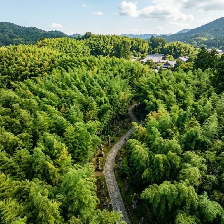 Aerial Bamboo Grove Landscape