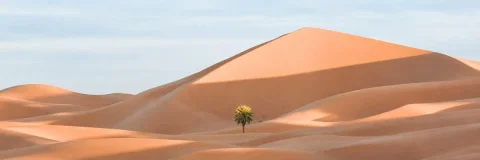 Lone Palm Desert Dunes — Nano Banana 2 AI Prompt: Create an ultra-wide 3:1 panoramic desert landscape with sweeping orange sand du...