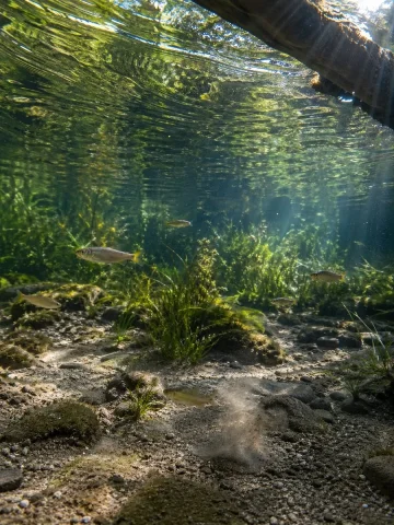 Underwater Forest Stream Photography — Nano Banana 2 AI Prompt: Shot with a high-definition underwater camera, this prompt captures real underwa...