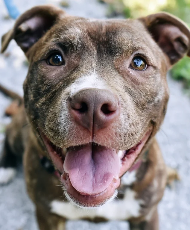 Smiling Pit Bull With Tongue Out