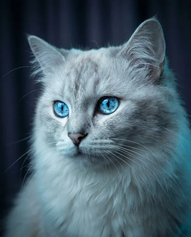 Hypnotic Blue Eyes in Cinematic Low-Key Cat Portrait