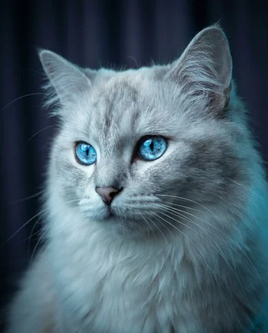 Hypnotic Blue Eyes in Cinematic Low-Key Cat Portrait — Nano Banana 2 AI Prompt: A striking portrait of a cat with piercing, luminous blue eyes as the undeniable...