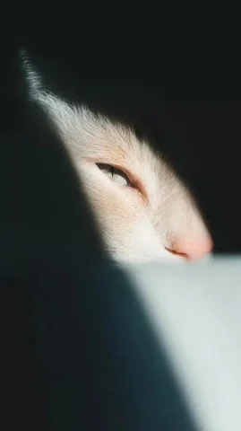 Dramatic Cat in Shadows — Midjourney v6 AI Prompt: A cat in a dimly lit room, half of cat face illuminated while the other side fad...