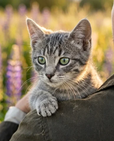 Wildflower Field with Cat 6 — Nano Banana AI Prompt: Ultra-realistic cinematic photo shot from behind a person with distinctive featu...