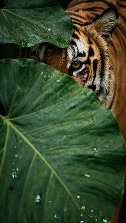 A Tiger Partially Hidden Behind Large Green Tropical Leaves,...