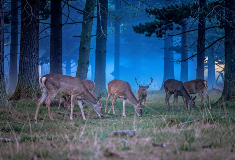 A Family Of Deer Grazing At Forests Edge, Photograph, Blue H...