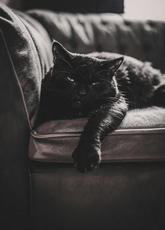 A Black Cat Sleeping On The Back Of A Sofa, Eyes Gently Clos...