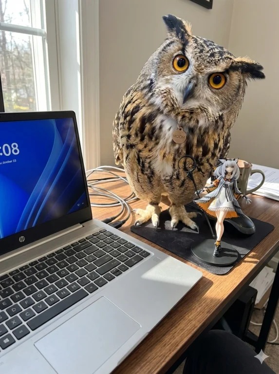 On The First Image You Can See Hooh - Large Pet Barn Owl. On...