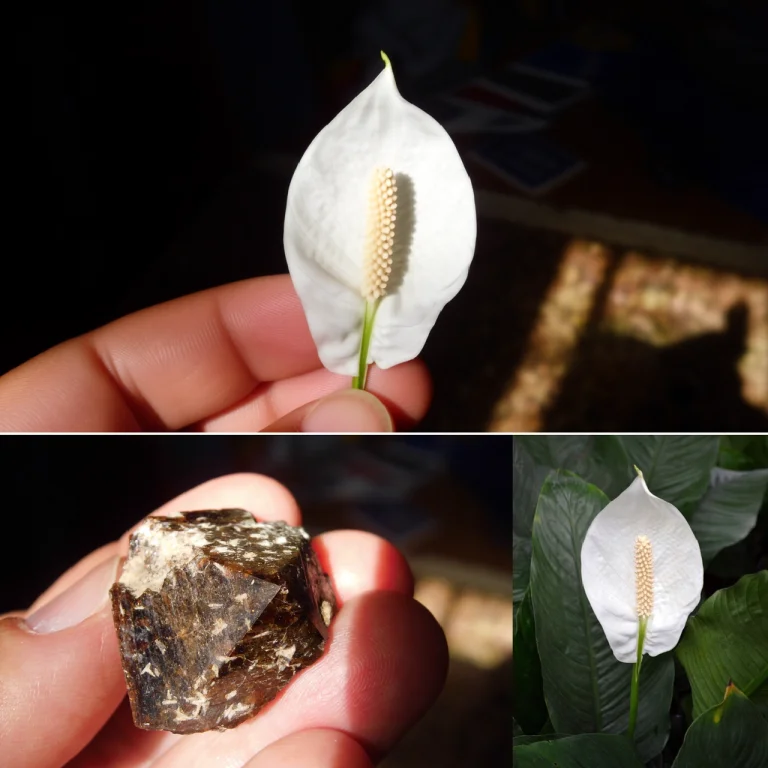 Use Picture 1 And Picture 2 As References. Picture 1 Shows A...