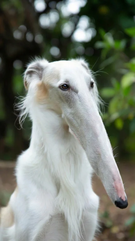 Make The Snout Twice As Long - And The Eyes Twice As Small,...