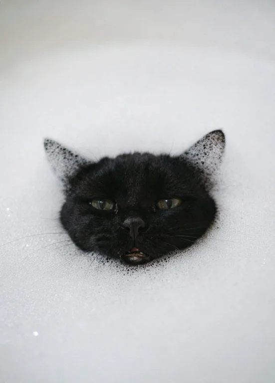 A Close-up, Mysterious Photo Of A Black Cat Taking A Bubble...