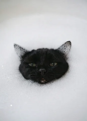 A Close-up, Mysterious Photo Of A Black Cat Taking A Bubble... — Stable Diffusion AI Prompt: A close-up, mysterious photo of a black cat taking a bubble bath. The thick whit...