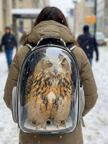 Here Are Some Pictures Of Hooh - Pet Owl. Large Pet Owl. I W... — Stable Diffusion AI Prompt: Here are some pictures of Hooh - pet owl. Large pet owl. I want to make another...