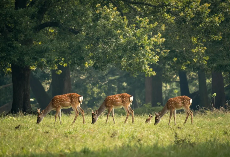 A Family Of Deer Grazing At Forests Edge, 85mm Portrait Lens...