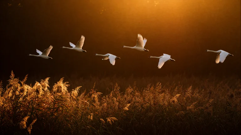 A Cinematic Ultra-photorealistic Wildlife Photograph In A Ho...