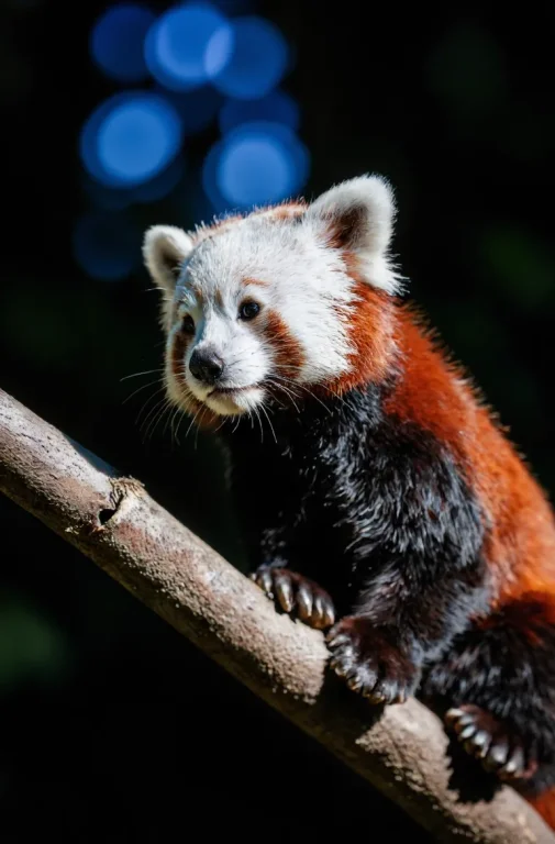 Red Panda Perched On A Diagonal Branch, Vibrant Reddish-oran...