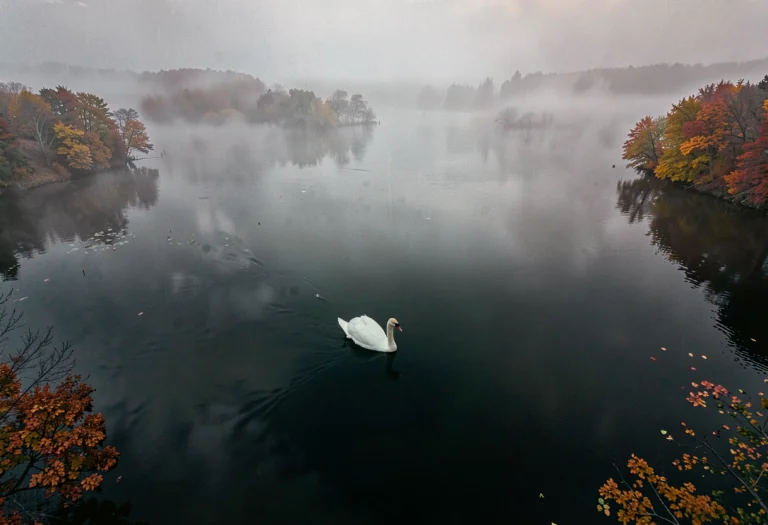 A Swan Gliding Through Mist On A Dark Lake, Aerial Drone Sho...
