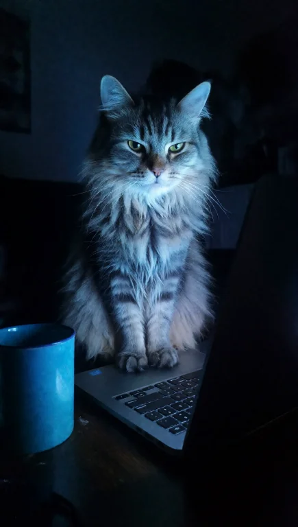 A Long-haired Cat With A Fluffy Coat, Illuminated By Intense...