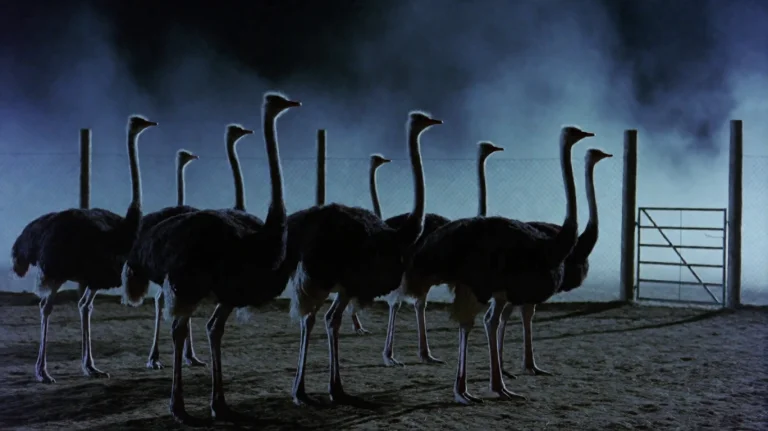 Eghtlggdfr2002, A Group Of Ostriches Stands Alert In A Fence...