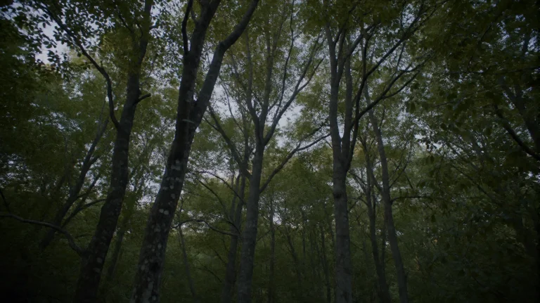 Gmthrnsssn3, A Dense Canopy Of Tall, Slender Trees With Dark...