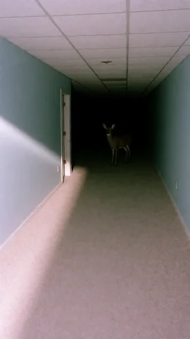 Dcl1m1nal. Wide Eye-level Shot Of A Long, Empty Basement Hal... — Stable Diffusion AI Prompt: DCL1M1NAL. Wide eye-level shot of a long, empty basement hallway with pale carpe...