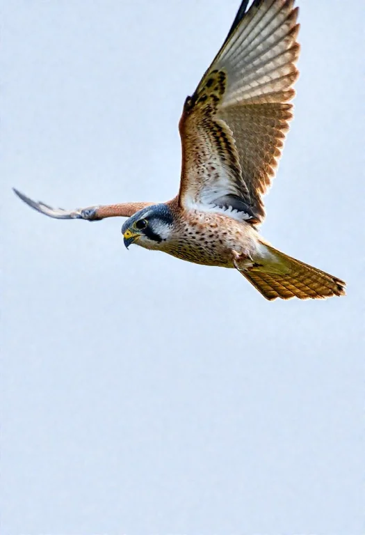 Kestrel Bird, Flying, Focus On Bird Head, Close Up On Bird E...