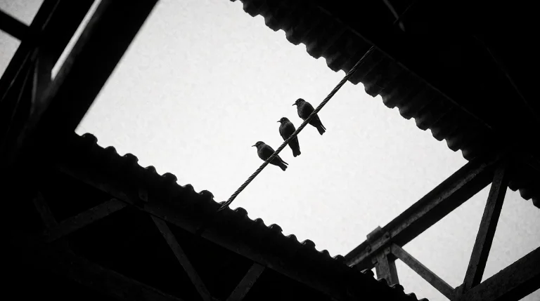 Three Bird Silhouettes Perch Along A Thin Diagonal Wire Stre...