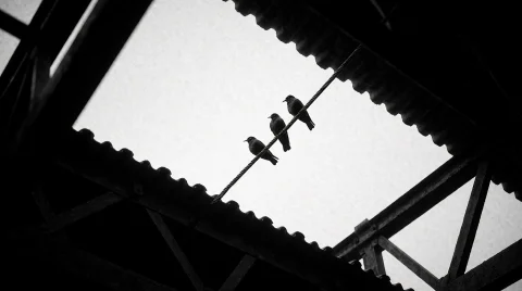Three Bird Silhouettes Perch Along A Thin Diagonal Wire Stre... — Stable Diffusion AI Prompt: Three bird silhouettes perch along a thin diagonal wire stretching across a star...