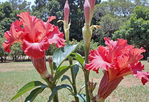A Gorgeous Fantasy Exotic Tropical Flower Is A Sight To Beho... — FLUX AI Prompt: A gorgeous fantasy exotic tropical flower is a sight to behold; its vivid, brigh...
