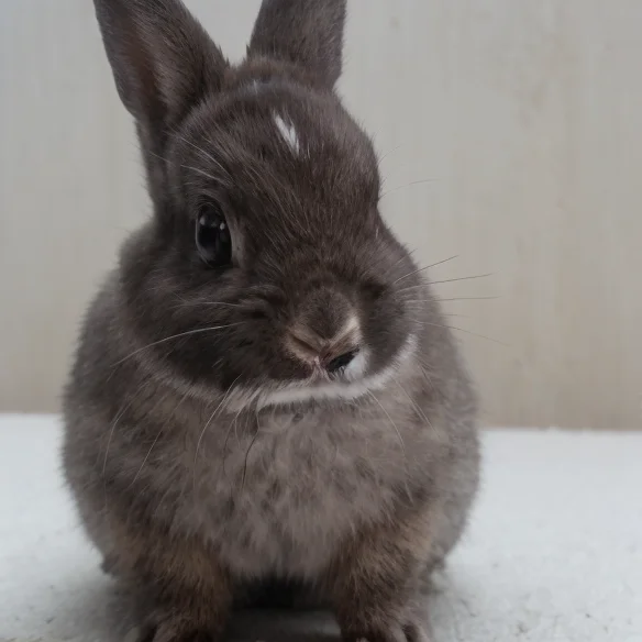 Nevdwar, Loranevlndwar1, Rabbit, Black And White Fur,