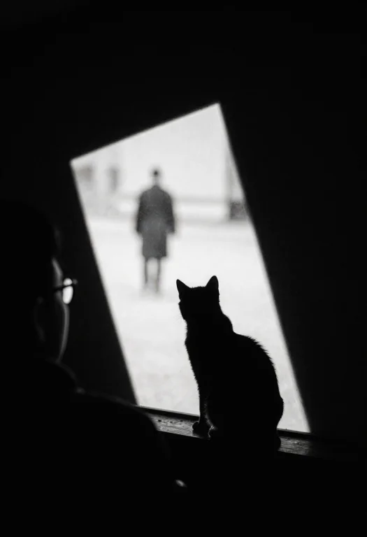 A Dark Silhouette Of A Seated Cat Gazes Toward A Bright, Til...