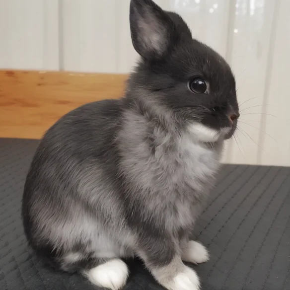 Nevdwar, Black Fur, Loranevlndwar1, Rabbit