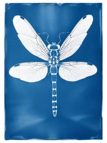 Cyanotype,a Vintage Cyanotype Of A Dragonfly With Translucen... — Stable Diffusion AI Prompt: cyanotype,A vintage cyanotype of a dragonfly with translucent lace-like wings, m...